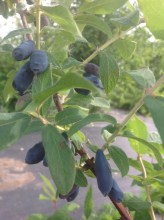 image (3)9